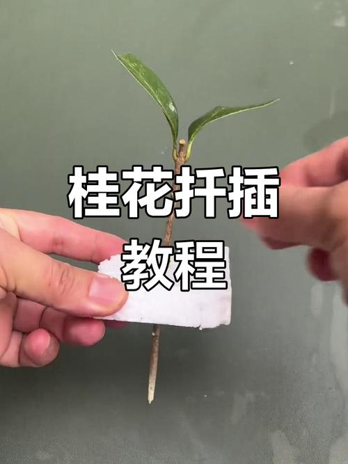 天冷扦插生根慢(扦插生根最适宜温度)-第5张图片-花花知道网 天冷扦插生根慢(扦插生根最适宜温度)-第5张图片-花花知道网