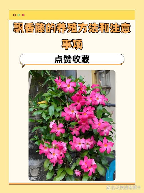 飘香藤爬多高(飘香藤爬藤快吗)-第4张图片-花花知道网 飘香藤爬多高(飘香藤爬藤快吗)-第4张图片-花花知道网