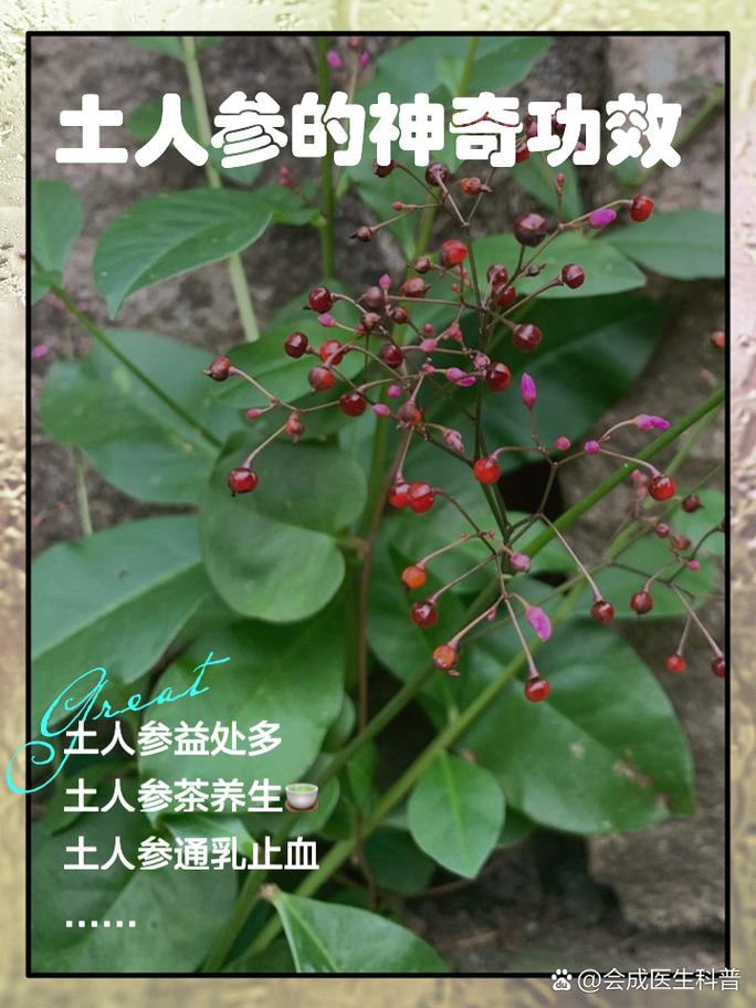 土人参怎么种(土人参怎么种植)-第2张图片-花花知道网 土人参怎么种(土人参怎么种植)-第2张图片-花花知道网