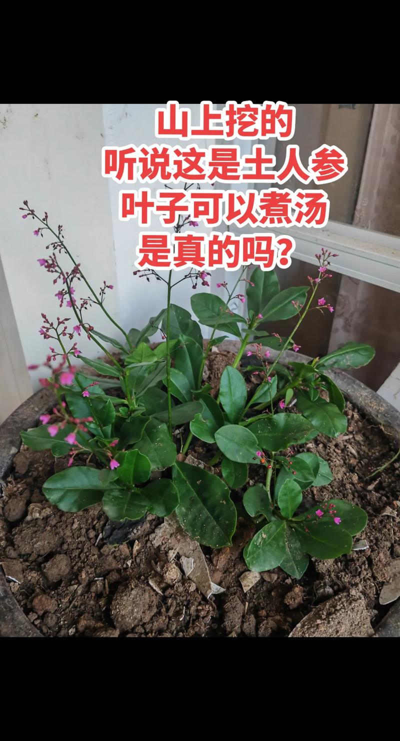 土人参怎么种(土人参怎么种植)-第5张图片-花花知道网 土人参怎么种(土人参怎么种植)-第5张图片-花花知道网
