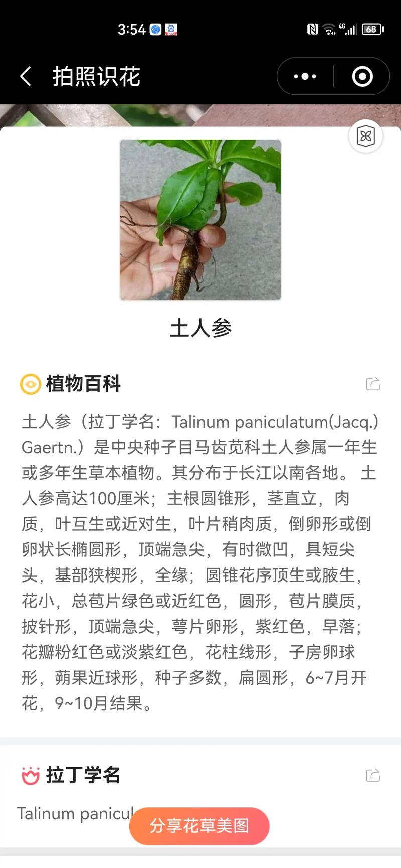 土人参怎么种(土人参怎么种植)-第6张图片-花花知道网 土人参怎么种(土人参怎么种植)-第6张图片-花花知道网