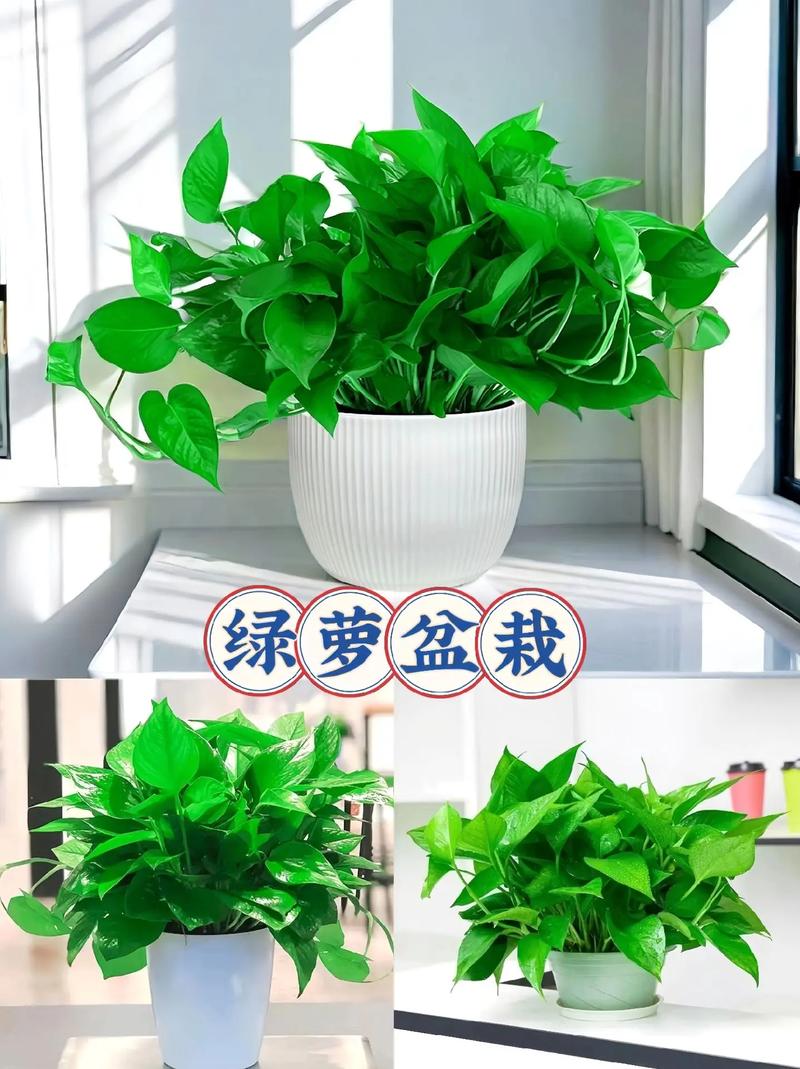土培绿萝根太多、根满盆了怎办(土培绿萝烂根怎么办教你解决方法)-第1张图片-花花知道网 土培绿萝根太多、根满盆了怎办(土培绿萝烂根怎么办教你解决方法)-第1张图片-花花知道网