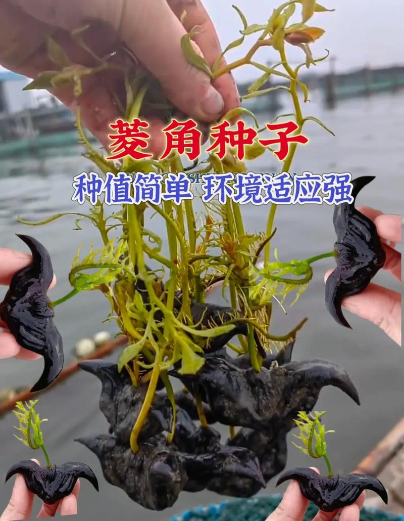 牛角菱怎么种植（牛角菱怎么生长的）-第5张图片-花花知道网