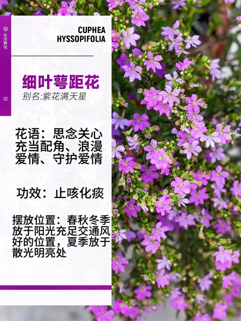 满天星怎么修剪(满天星怎么修剪好看)-第1张图片-花花知道网 满天星怎么修剪(满天星怎么修剪好看)-第1张图片-花花知道网