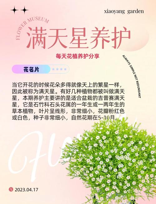 满天星怎么修剪(满天星怎么修剪好看)-第2张图片-花花知道网 满天星怎么修剪(满天星怎么修剪好看)-第2张图片-花花知道网