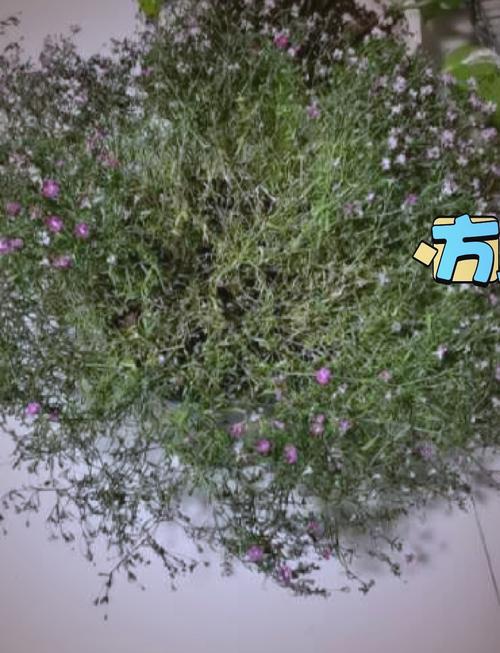 满天星怎么修剪(满天星怎么修剪好看)-第5张图片-花花知道网 满天星怎么修剪(满天星怎么修剪好看)-第5张图片-花花知道网