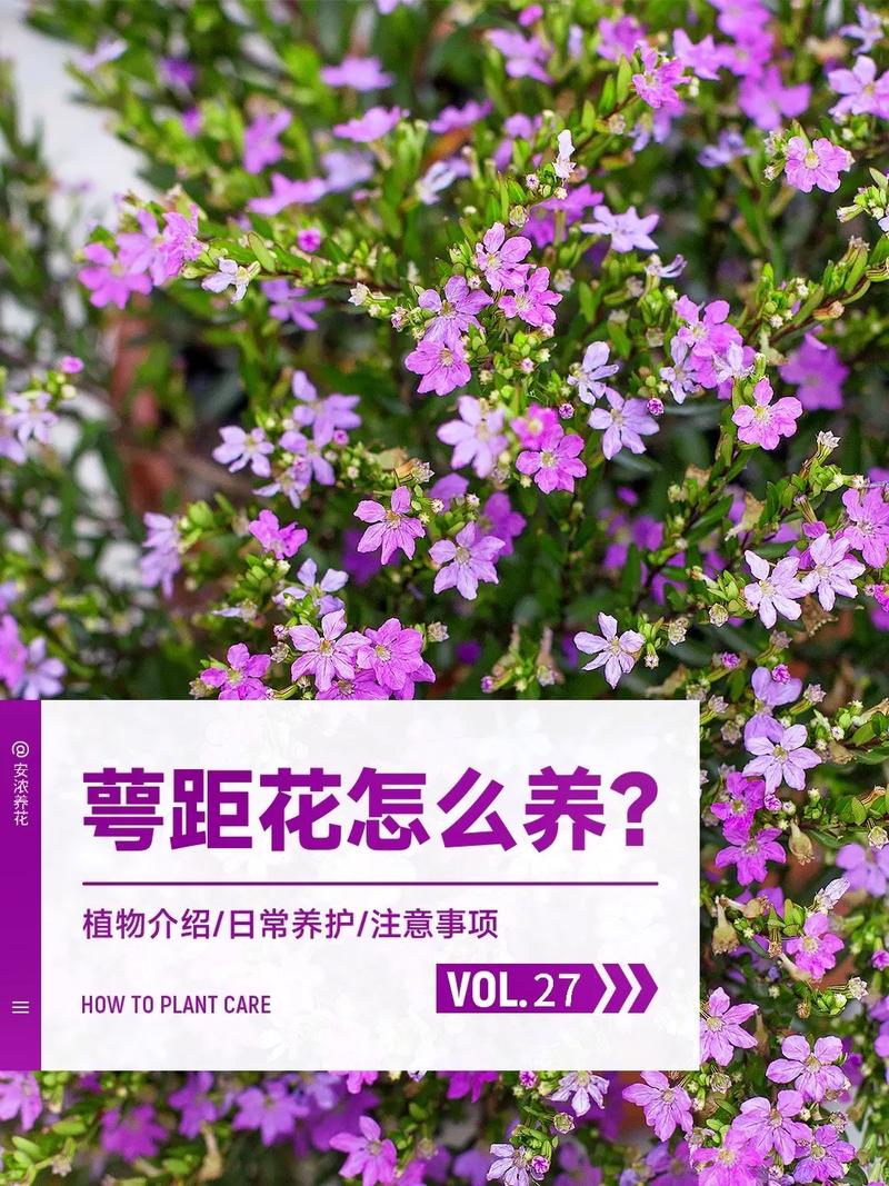 满天星怎么修剪(满天星怎么修剪好看)-第6张图片-花花知道网 满天星怎么修剪(满天星怎么修剪好看)-第6张图片-花花知道网
