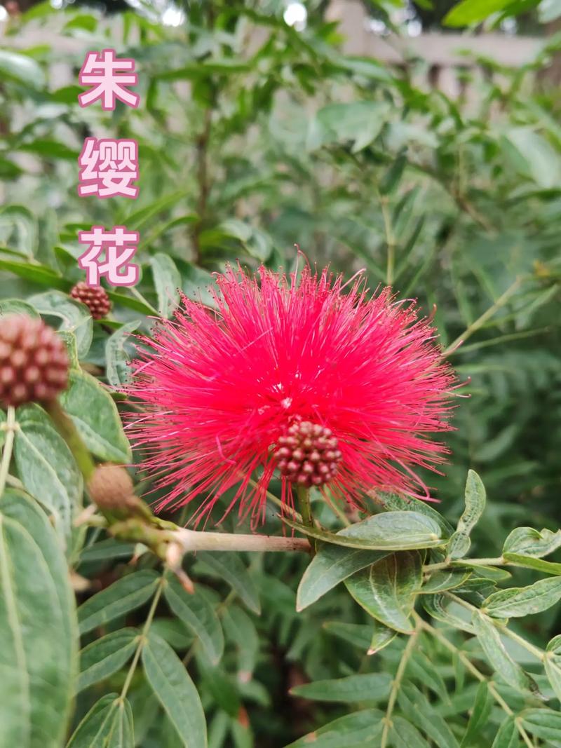 朱缨花种子怎么种（朱缨花药用）-第6张图片-花花知道网