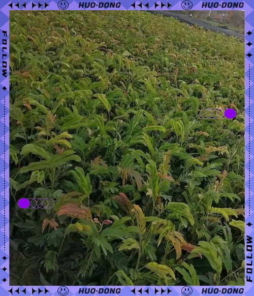 朱缨花种子怎么种（朱缨花药用）-第7张图片-花花知道网