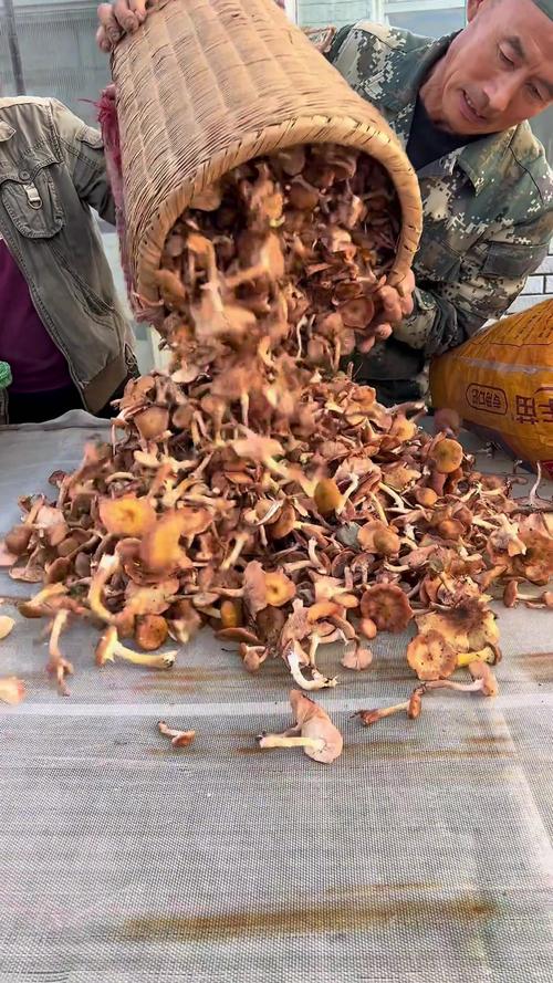 榛蘑长在什么地方(榛蘑主要产自东北哪几个地方)-第1张图片-花花知道网 榛蘑长在什么地方(榛蘑主要产自东北哪几个地方)-第1张图片-花花知道网