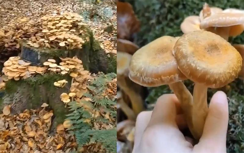 榛蘑长在什么地方(榛蘑主要产自东北哪几个地方)-第2张图片-花花知道网 榛蘑长在什么地方(榛蘑主要产自东北哪几个地方)-第2张图片-花花知道网