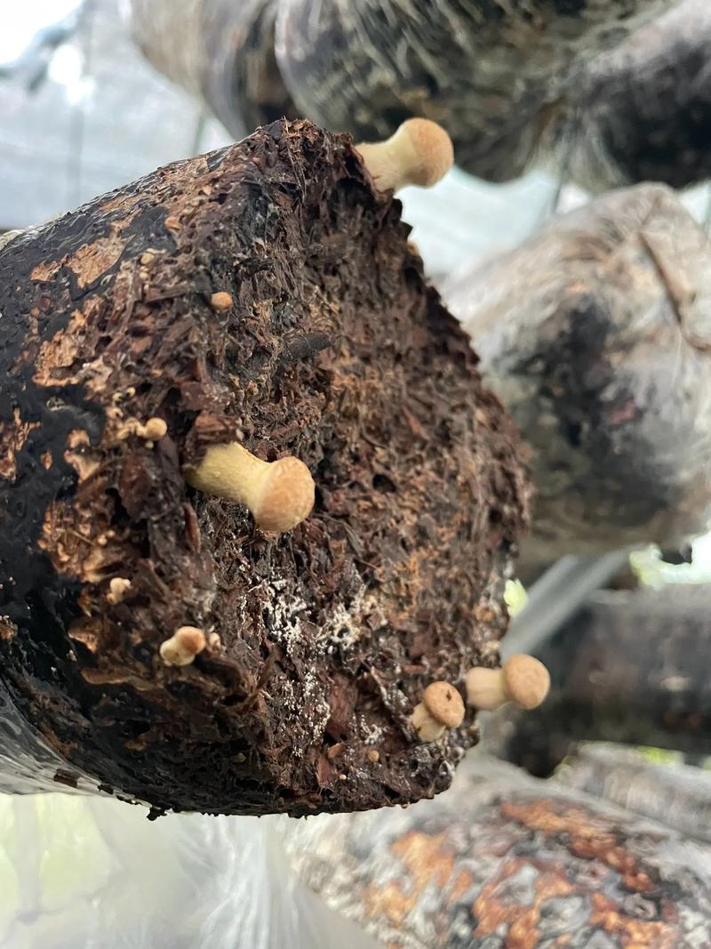 榛蘑长在什么地方(榛蘑主要产自东北哪几个地方)-第4张图片-花花知道网 榛蘑长在什么地方(榛蘑主要产自东北哪几个地方)-第4张图片-花花知道网