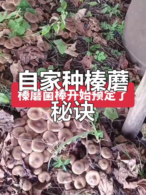 榛蘑长在什么地方(榛蘑主要产自东北哪几个地方)-第6张图片-花花知道网 榛蘑长在什么地方(榛蘑主要产自东北哪几个地方)-第6张图片-花花知道网