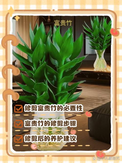 富贵竹怎么修剪枝叶（富贵竹怎么修剪枝叶子）-第1张图片-花花知道网