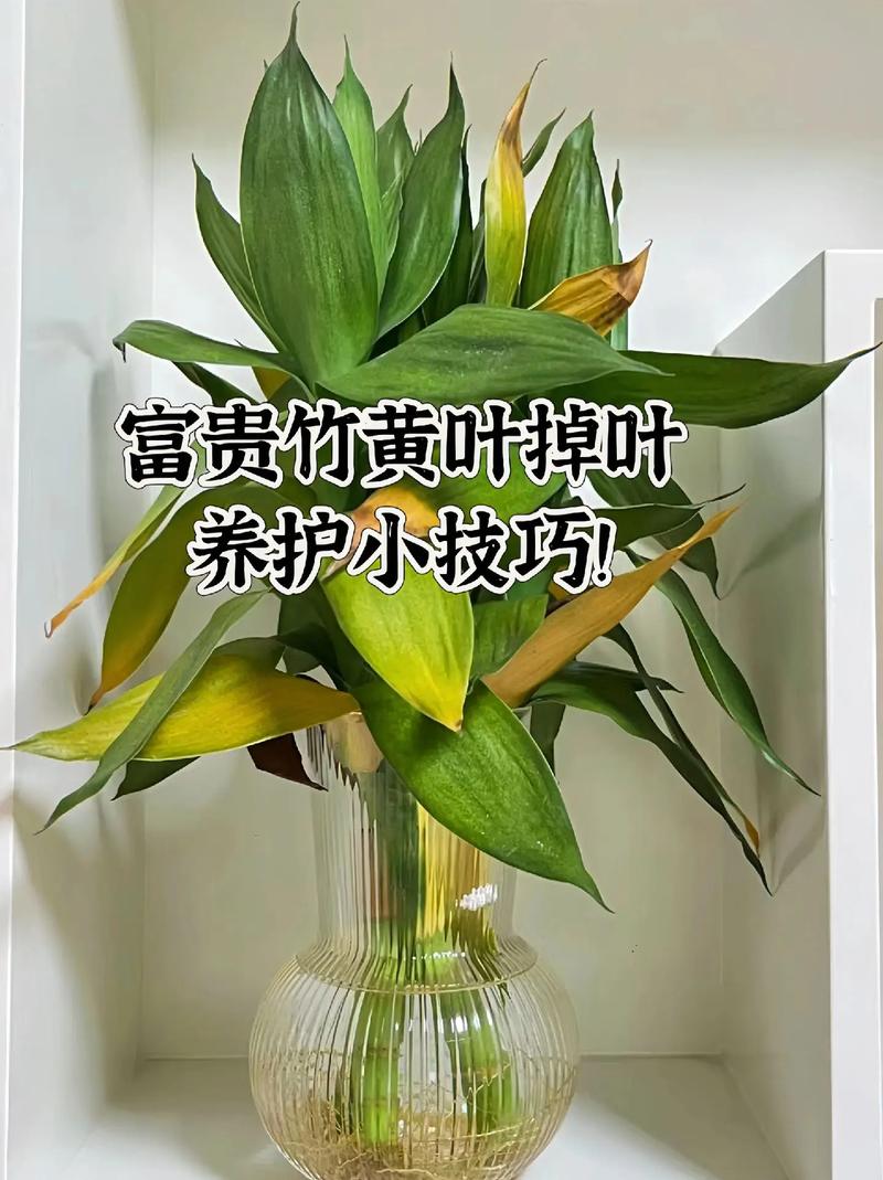 富贵竹怎么修剪枝叶（富贵竹怎么修剪枝叶子）-第2张图片-花花知道网
