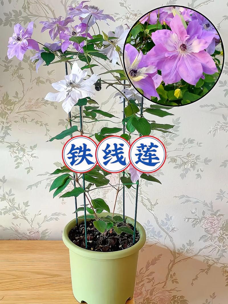 铁线莲怎样才能多开花(铁线莲怎么养花苞才多)-第3张图片-花花知道网 铁线莲怎样才能多开花(铁线莲怎么养花苞才多)-第3张图片-花花知道网