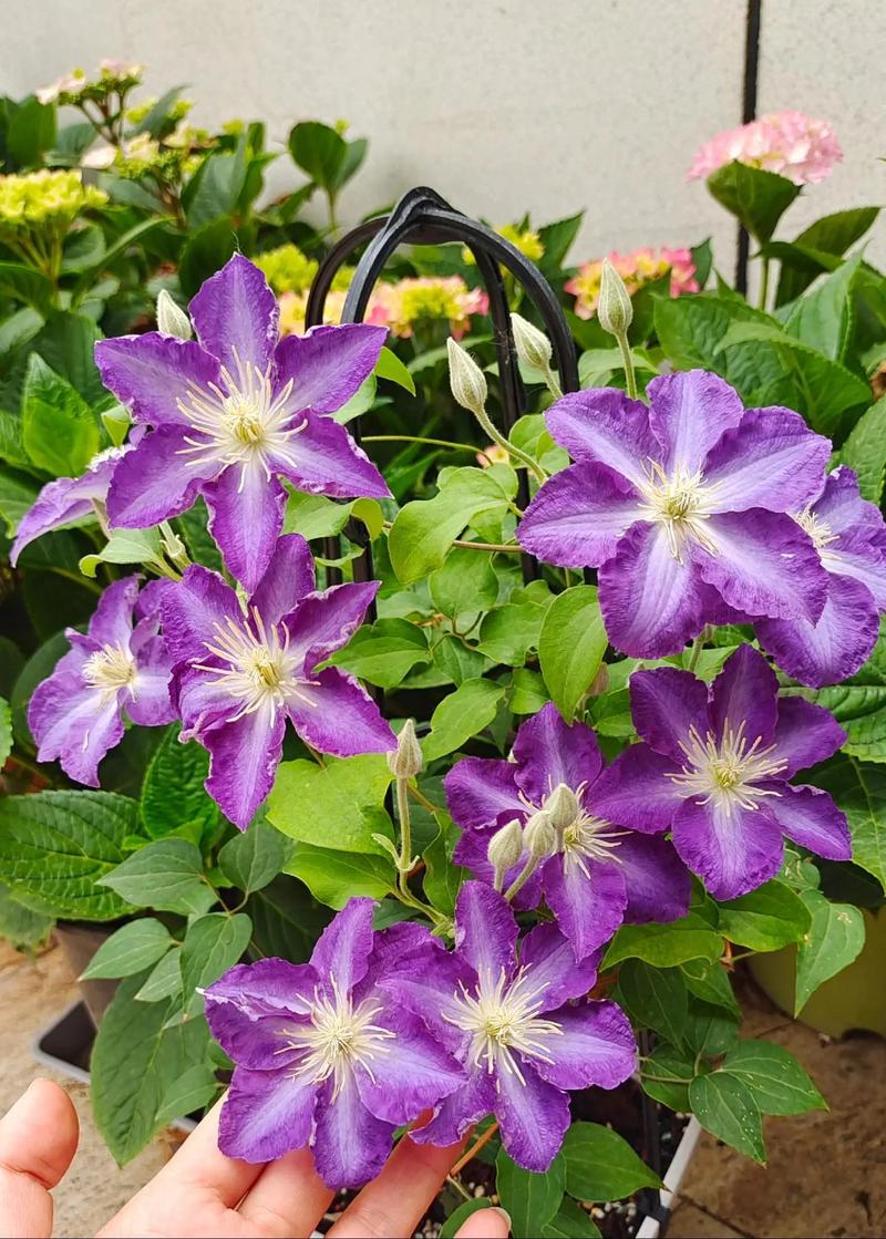 铁线莲怎样才能多开花(铁线莲怎么养花苞才多)-第4张图片-花花知道网 铁线莲怎样才能多开花(铁线莲怎么养花苞才多)-第4张图片-花花知道网