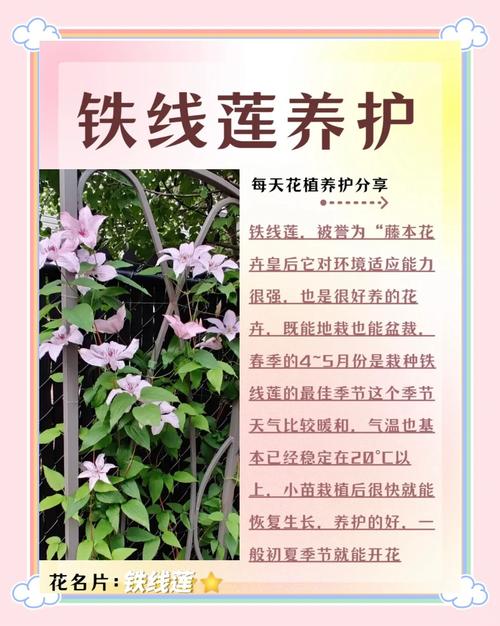 铁线莲怎样才能多开花(铁线莲怎么养花苞才多)-第6张图片-花花知道网 铁线莲怎样才能多开花(铁线莲怎么养花苞才多)-第6张图片-花花知道网
