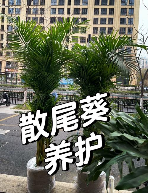 散尾葵如何换盆(散尾葵换盆后缓苗多长时间)-第1张图片-花花知道网 散尾葵如何换盆(散尾葵换盆后缓苗多长时间)-第1张图片-花花知道网