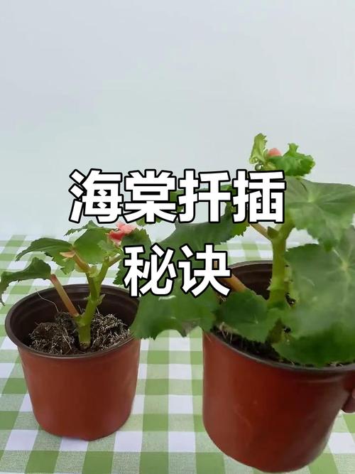丽格海棠的扦插方法(海棠直接插土里能活吗)-第1张图片-花花知道网 丽格海棠的扦插方法(海棠直接插土里能活吗)-第1张图片-花花知道网
