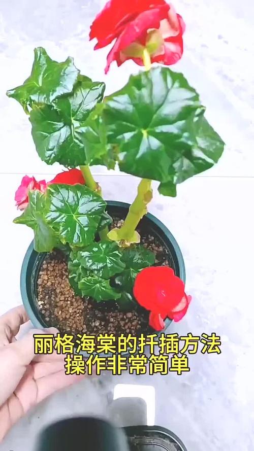 丽格海棠的扦插方法(海棠直接插土里能活吗)-第2张图片-花花知道网 丽格海棠的扦插方法(海棠直接插土里能活吗)-第2张图片-花花知道网