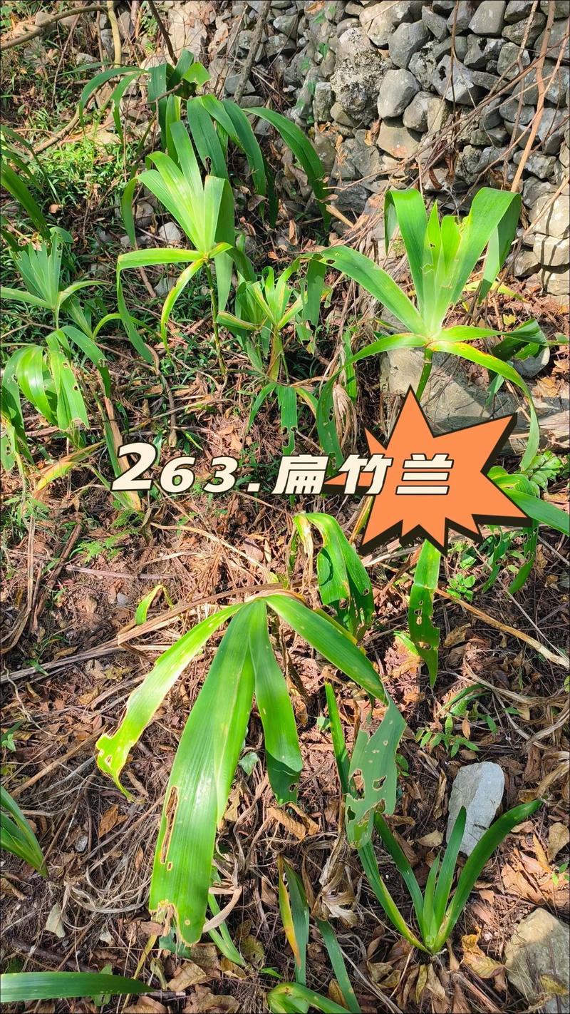 扁竹兰怎么养(扁竹兰长什么样)-第6张图片-花花知道网 扁竹兰怎么养(扁竹兰长什么样)-第6张图片-花花知道网