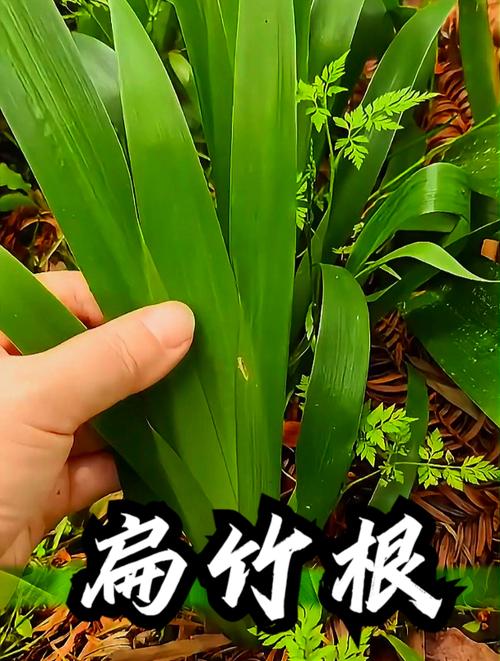 扁竹兰怎么养(扁竹兰长什么样)-第7张图片-花花知道网 扁竹兰怎么养(扁竹兰长什么样)-第7张图片-花花知道网