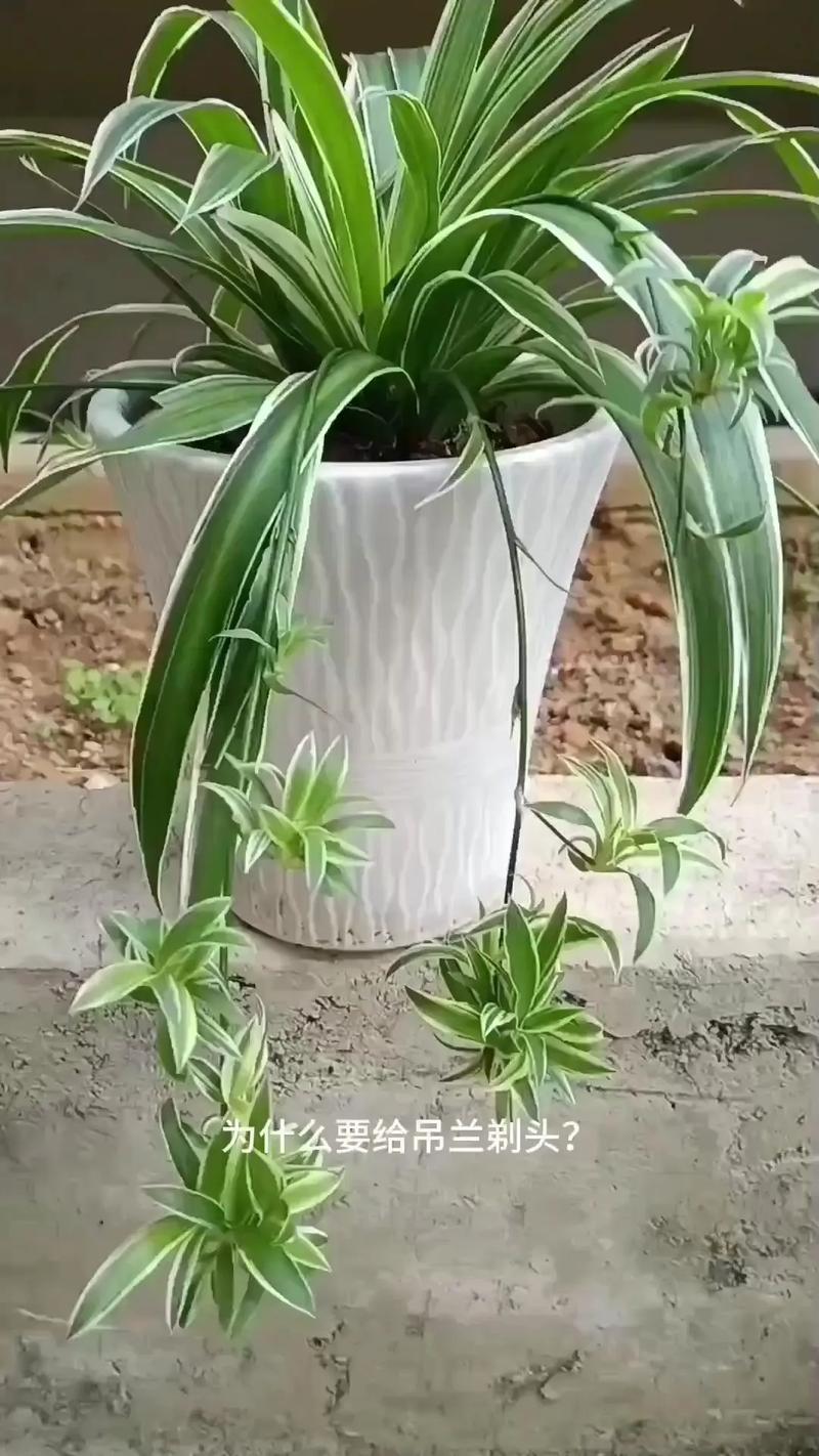 吊兰太茂盛了怎么修剪(吊兰太茂盛了怎么修剪枝条)-第1张图片-花花知道网 吊兰太茂盛了怎么修剪(吊兰太茂盛了怎么修剪枝条)-第1张图片-花花知道网
