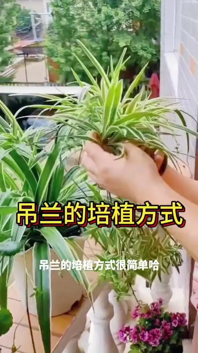 吊兰太茂盛了怎么修剪(吊兰太茂盛了怎么修剪枝条)-第2张图片-花花知道网 吊兰太茂盛了怎么修剪(吊兰太茂盛了怎么修剪枝条)-第2张图片-花花知道网