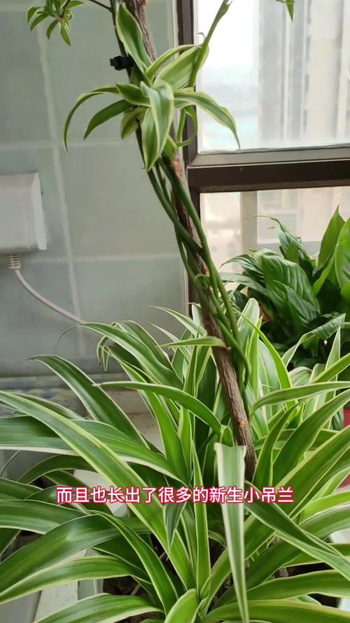 吊兰太茂盛了怎么修剪(吊兰太茂盛了怎么修剪枝条)-第6张图片-花花知道网 吊兰太茂盛了怎么修剪(吊兰太茂盛了怎么修剪枝条)-第6张图片-花花知道网