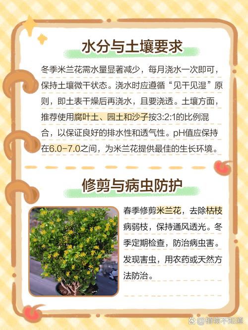 米兰冬季怎么养(米兰冬季怎么养才能更旺盛呢)-第3张图片-花花知道网 米兰冬季怎么养(米兰冬季怎么养才能更旺盛呢)-第3张图片-花花知道网