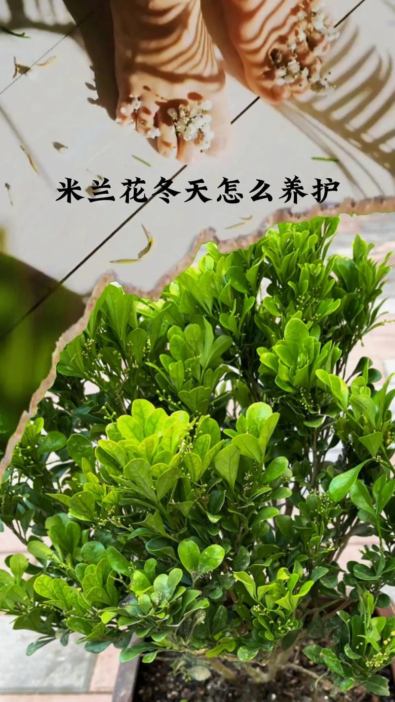 米兰冬季怎么养(米兰冬季怎么养才能更旺盛呢)-第5张图片-花花知道网 米兰冬季怎么养(米兰冬季怎么养才能更旺盛呢)-第5张图片-花花知道网