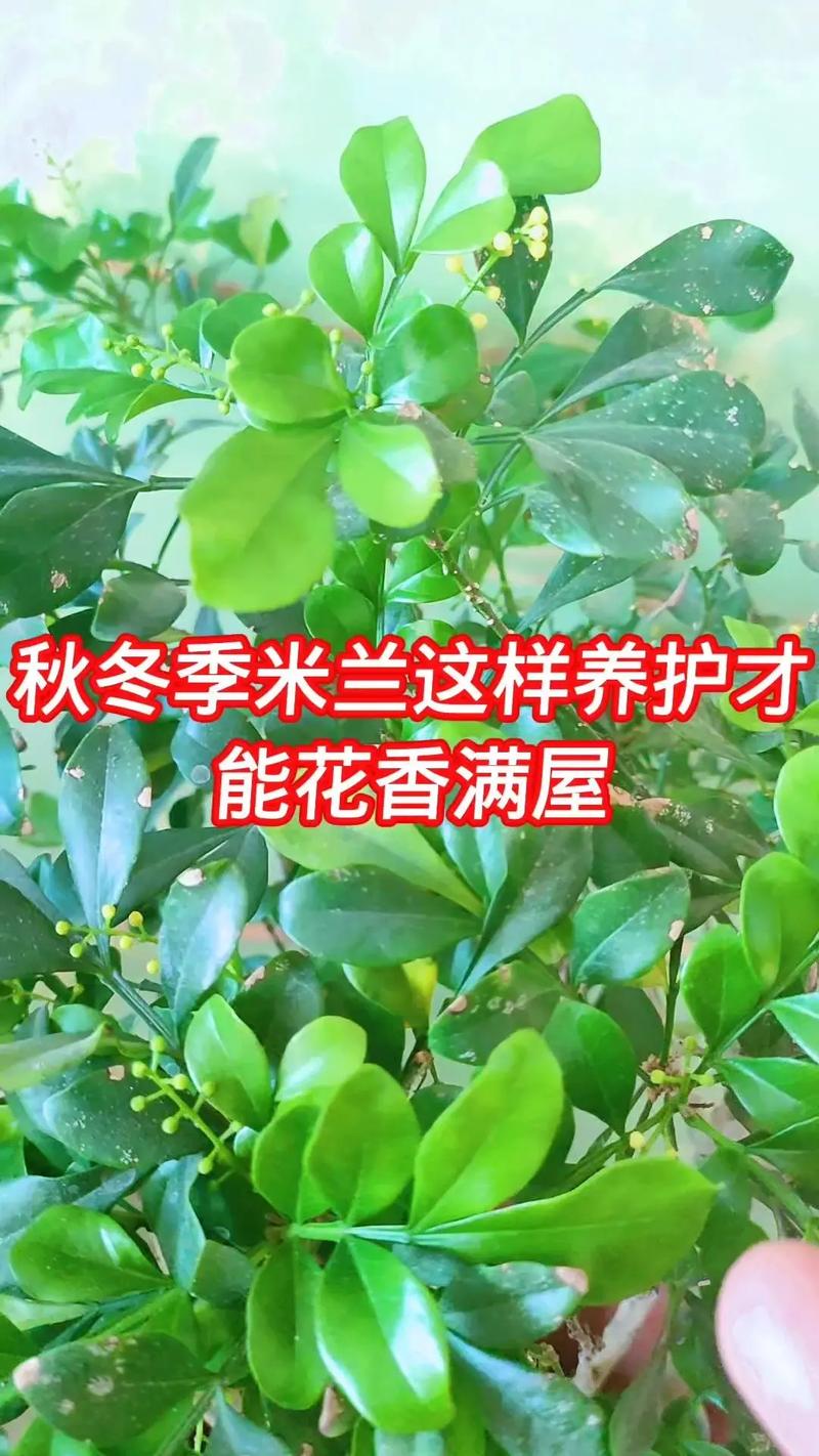 米兰冬季怎么养(米兰冬季怎么养才能更旺盛呢)-第6张图片-花花知道网 米兰冬季怎么养(米兰冬季怎么养才能更旺盛呢)-第6张图片-花花知道网