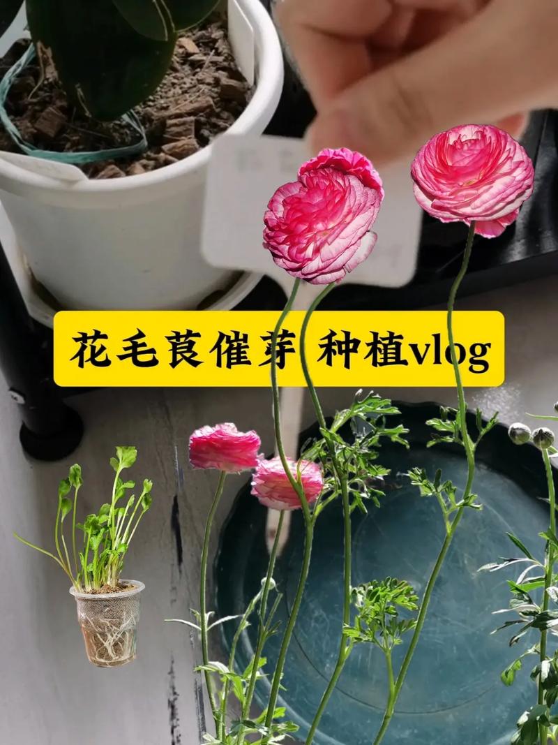 花毛茛怎样定植(花毛茛种子怎么催芽)-第2张图片-花花知道网 花毛茛怎样定植(花毛茛种子怎么催芽)-第2张图片-花花知道网