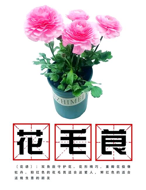 花毛茛怎样定植(花毛茛种子怎么催芽)-第3张图片-花花知道网 花毛茛怎样定植(花毛茛种子怎么催芽)-第3张图片-花花知道网