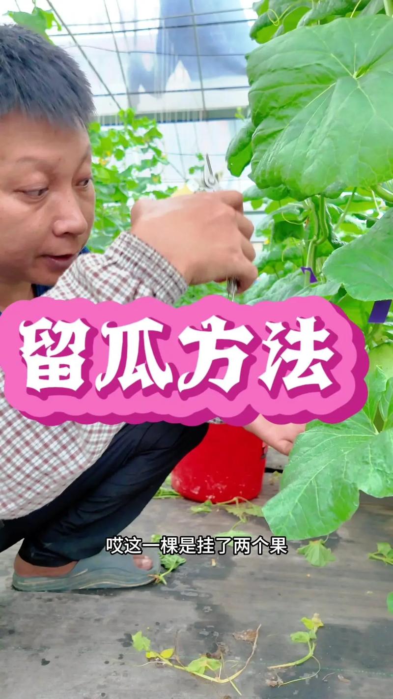 哈密瓜怎么种(哈密瓜怎么种植全过程)-第1张图片-花花知道网 哈密瓜怎么种(哈密瓜怎么种植全过程)-第1张图片-花花知道网