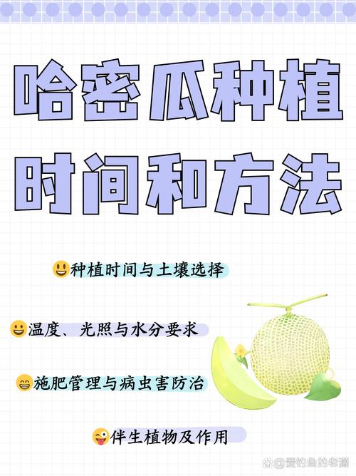 哈密瓜怎么种(哈密瓜怎么种植全过程)-第4张图片-花花知道网 哈密瓜怎么种(哈密瓜怎么种植全过程)-第4张图片-花花知道网