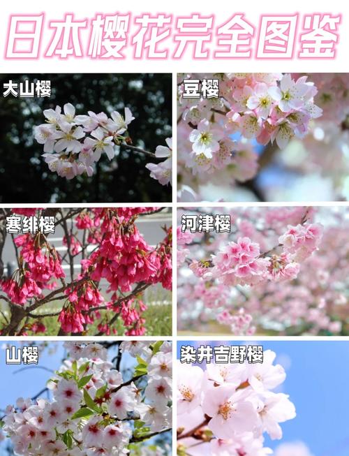 樱花开花前怎么养护(樱花树开花前施肥与浇水技巧)-第6张图片-花花知道网 樱花开花前怎么养护(樱花树开花前施肥与浇水技巧)-第6张图片-花花知道网