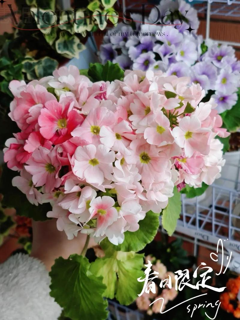 樱花开花前怎么养护(樱花树开花前施肥与浇水技巧)-第7张图片-花花知道网 樱花开花前怎么养护(樱花树开花前施肥与浇水技巧)-第7张图片-花花知道网