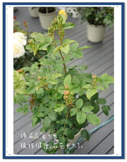 秋天给“月季”换个盆(秋季给月季换盆)-第5张图片-花花知道网 秋天给“月季”换个盆(秋季给月季换盆)-第5张图片-花花知道网