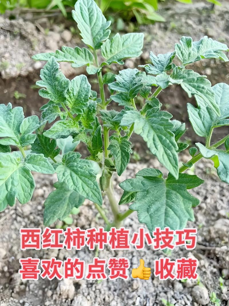 番茄种植技术(盆栽小番茄种植技术)-第4张图片-花花知道网 番茄种植技术(盆栽小番茄种植技术)-第4张图片-花花知道网
