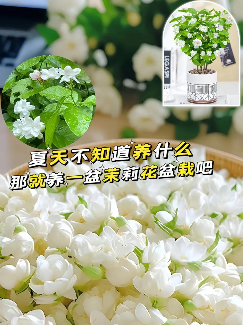 茉莉夏天这么养的简单介绍-第1张图片-花花知道网 茉莉夏天这么养的简单介绍-第1张图片-花花知道网