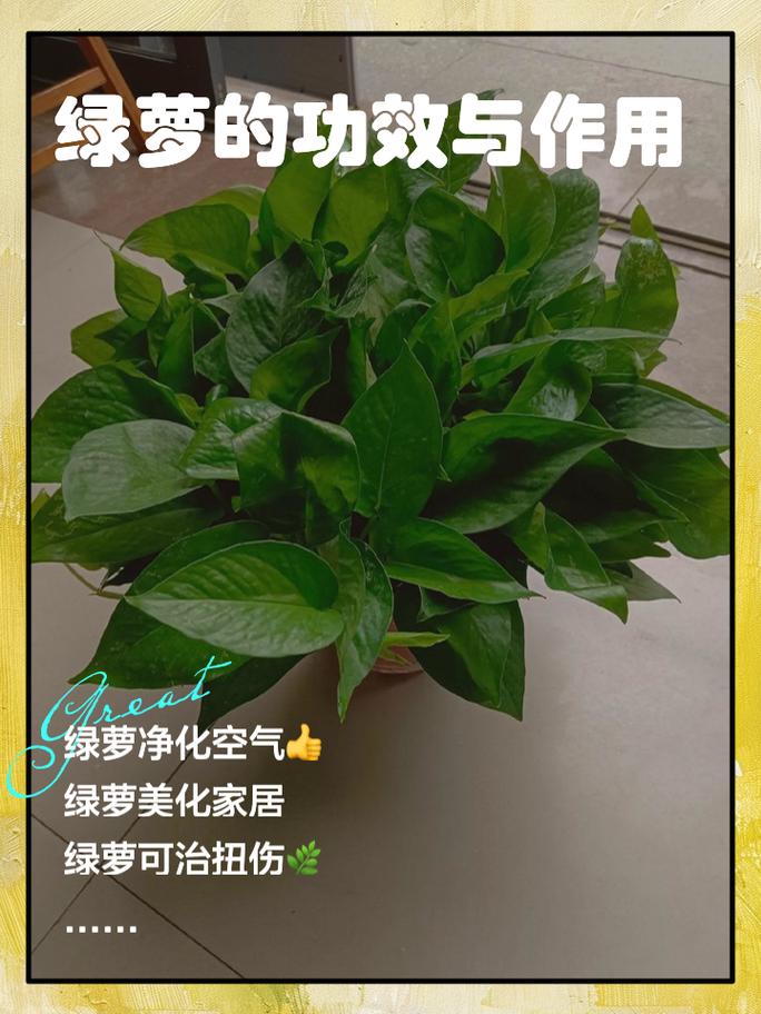 茉莉夏天这么养的简单介绍-第5张图片-花花知道网 茉莉夏天这么养的简单介绍-第5张图片-花花知道网