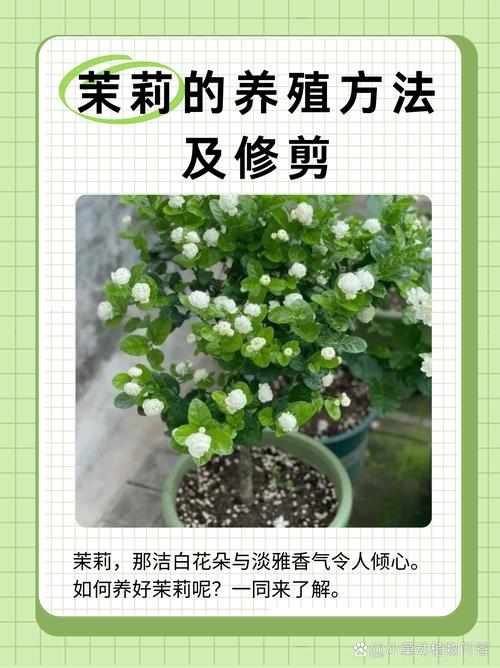 茉莉夏天这么养的简单介绍-第6张图片-花花知道网 茉莉夏天这么养的简单介绍-第6张图片-花花知道网