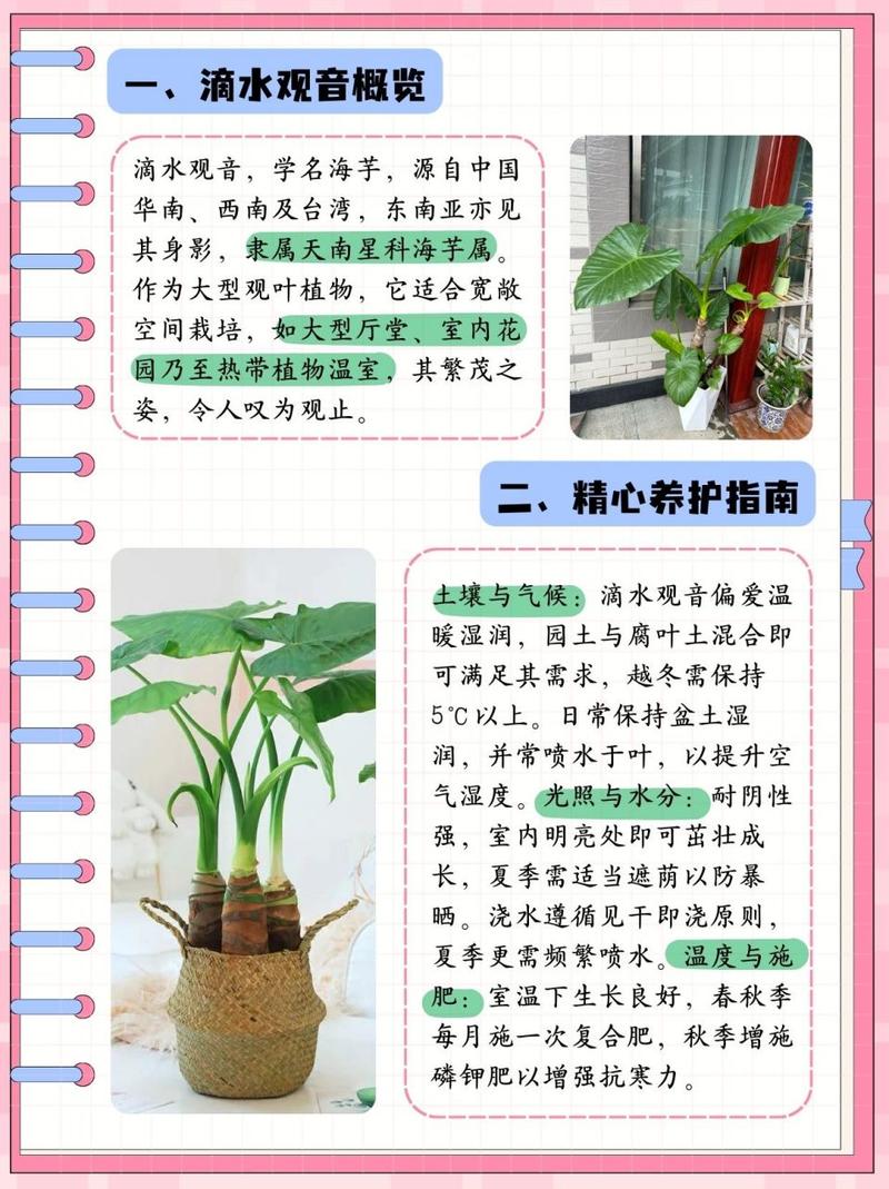 滴水观音夏天怎么养(滴水观音夏季休眠吗)-第1张图片-花花知道网 滴水观音夏天怎么养(滴水观音夏季休眠吗)-第1张图片-花花知道网