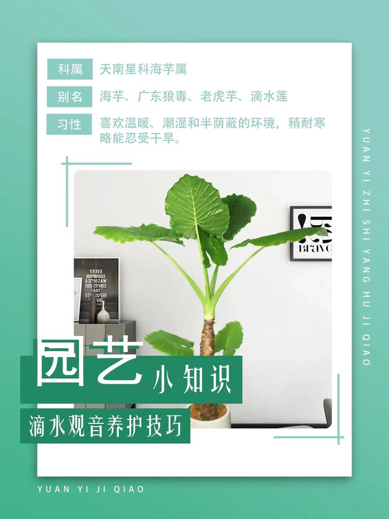 滴水观音夏天怎么养(滴水观音夏季休眠吗)-第2张图片-花花知道网 滴水观音夏天怎么养(滴水观音夏季休眠吗)-第2张图片-花花知道网