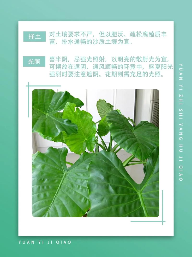 滴水观音夏天怎么养(滴水观音夏季休眠吗)-第3张图片-花花知道网 滴水观音夏天怎么养(滴水观音夏季休眠吗)-第3张图片-花花知道网