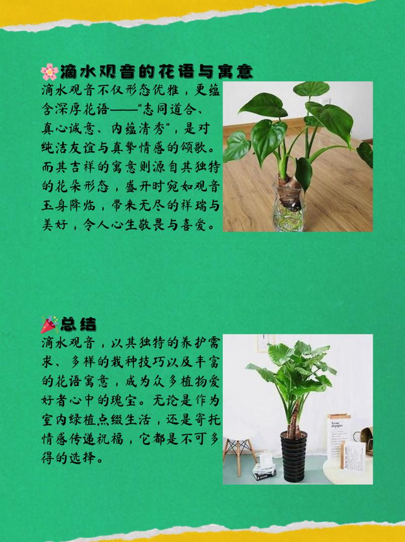 滴水观音夏天怎么养(滴水观音夏季休眠吗)-第4张图片-花花知道网 滴水观音夏天怎么养(滴水观音夏季休眠吗)-第4张图片-花花知道网