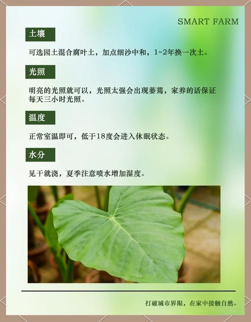 滴水观音夏天怎么养(滴水观音夏季休眠吗)-第7张图片-花花知道网 滴水观音夏天怎么养(滴水观音夏季休眠吗)-第7张图片-花花知道网
