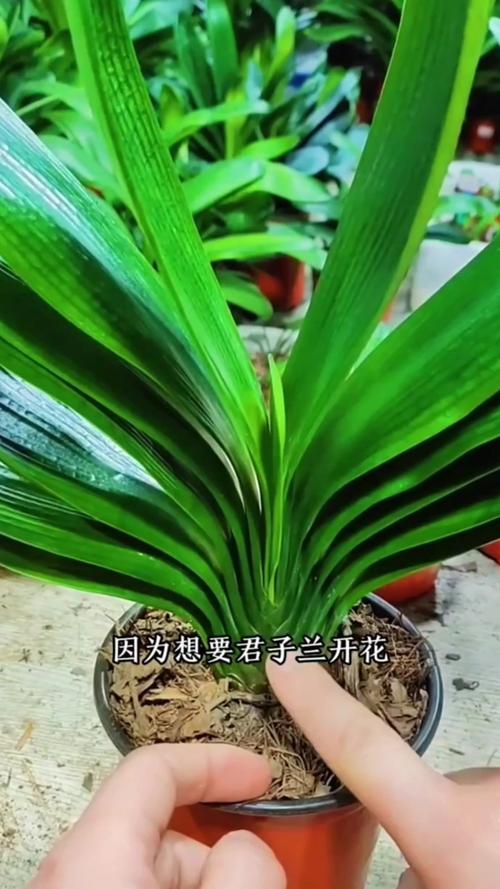 君子兰叶子油绿却不开花（君子兰叶片不油绿）-第2张图片-花花知道网